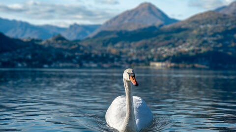 Cisne, Lago Como