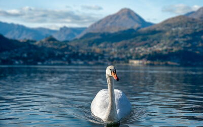 Cisne, Lago Como