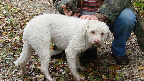 Un perro trufero Lagotto
