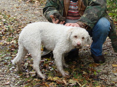 Un perro trufero Lagotto