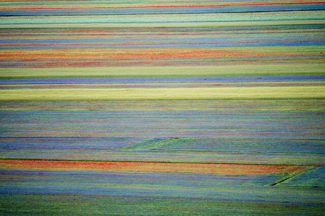 Campos de flores