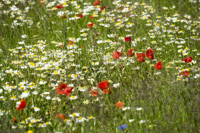 Flores silvestres