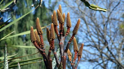 Jardín Botánico, Bariº