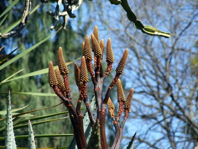 Jardín Botánico, Bariº