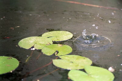 Jardín Botánico, Bari