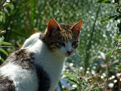 Jardín Botánico, Bari