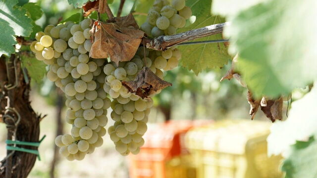 Viñedo en Las Langhe