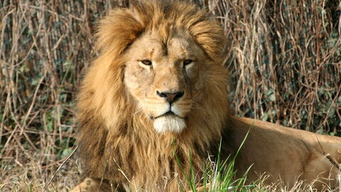 León, Parco Natura Viva