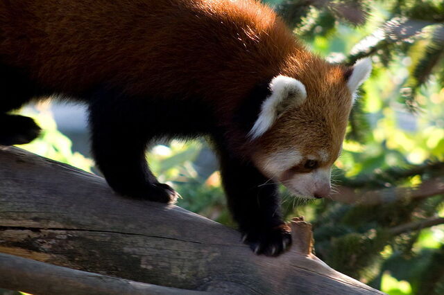 Panda Rojo, Parco Natura Viva