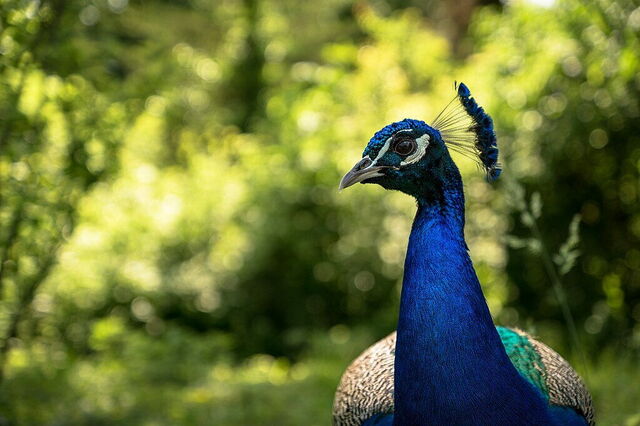 Pavo real, Parco Natura Viva