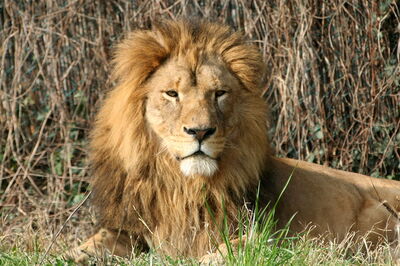León, Parco Natura Viva