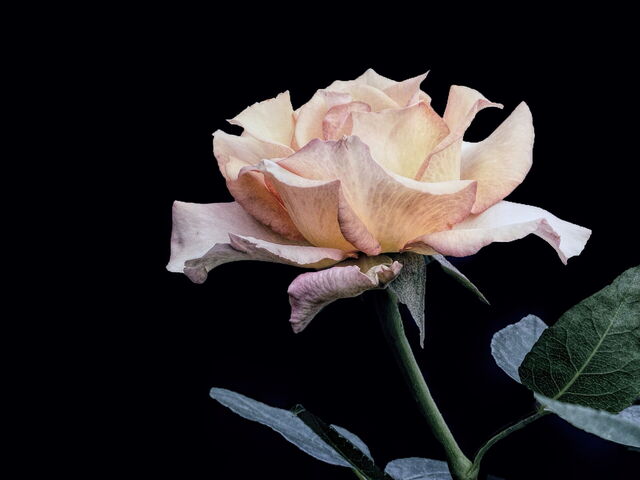 Rosa