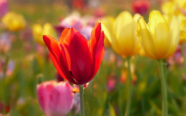 Tulipanes