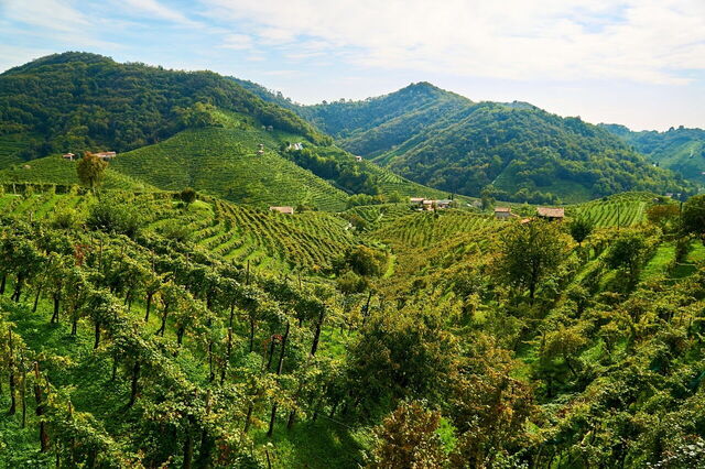 Viñedos en el Véneto