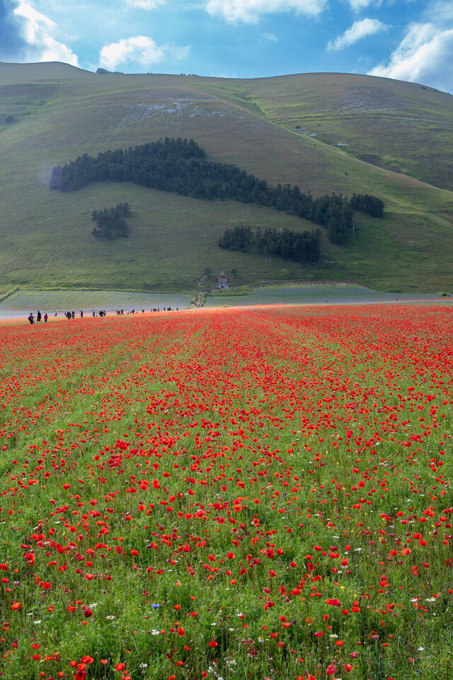 Castelluccio di Norcia, amapolas