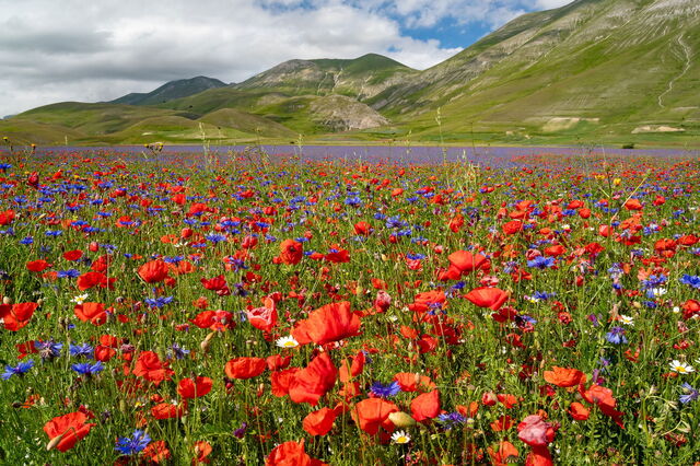 Castelluccio di Norcia, detalle