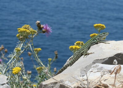 Flora y Fauna, Punta Campanella
