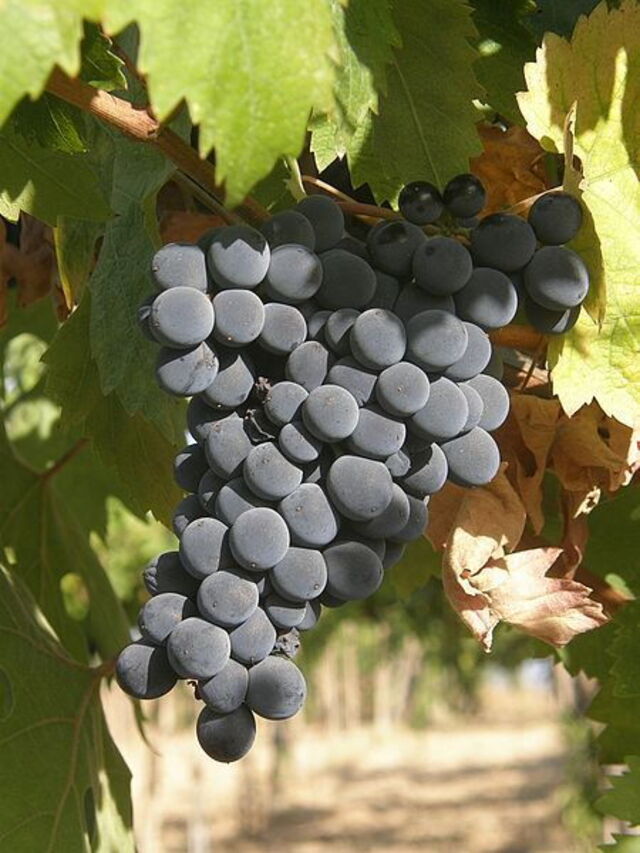 La famosa uva de vino de Montepulciano d'Abruzzo