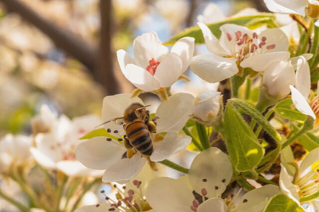 Cerezos en flor