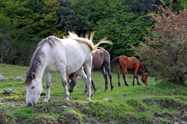 Gran Sasso, caballos