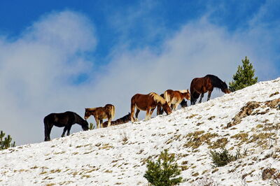 Caballos en los Abruzos
