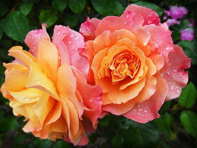 Rosas rosas