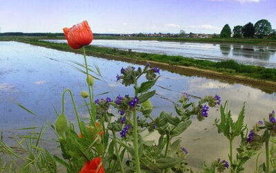 Campos de arroz de la región de Piamonte