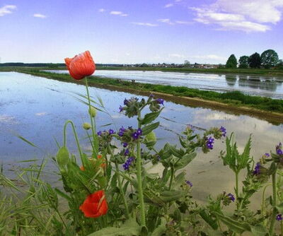 Campos de arroz de la región de Piamonte