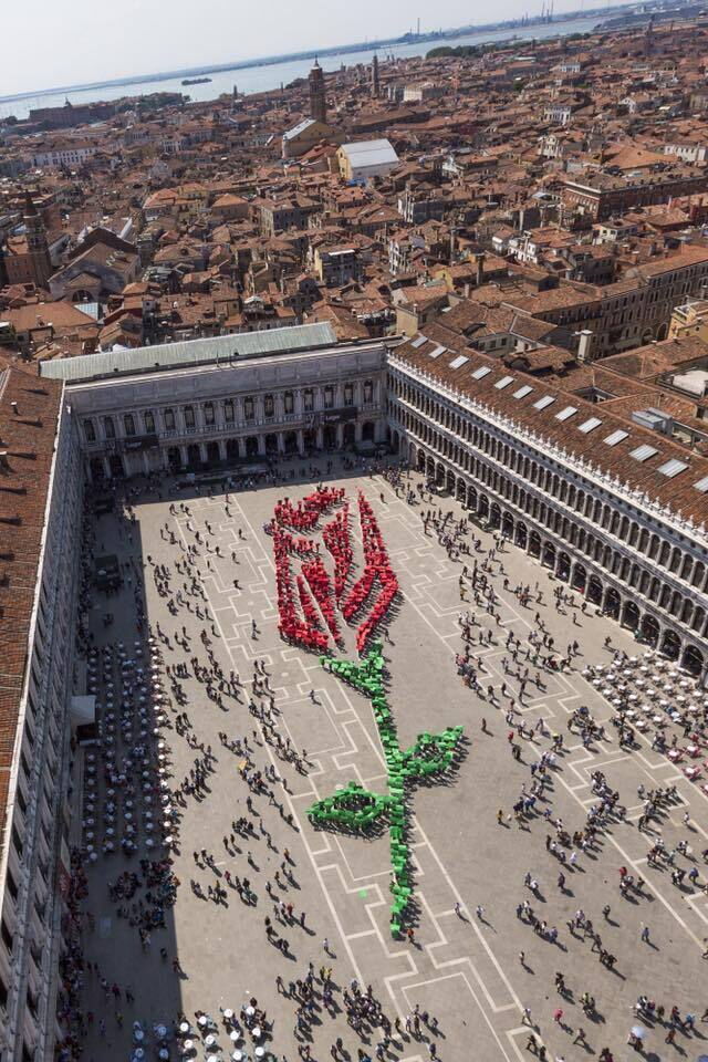 Rosa en la Plaza de San Marcos