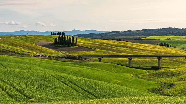 Cipreses en Toscana