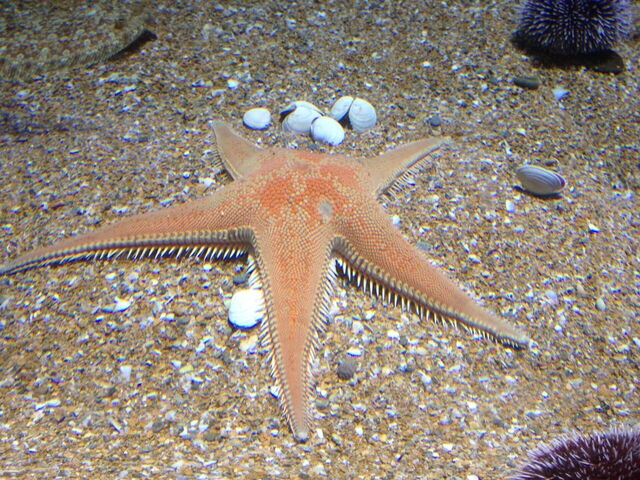Estrella de mar