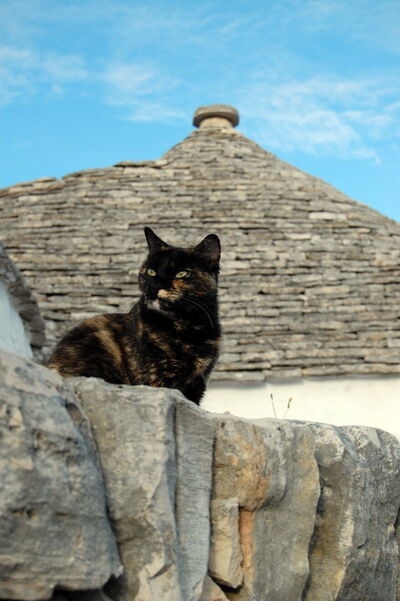 Un gato en Alberobello
