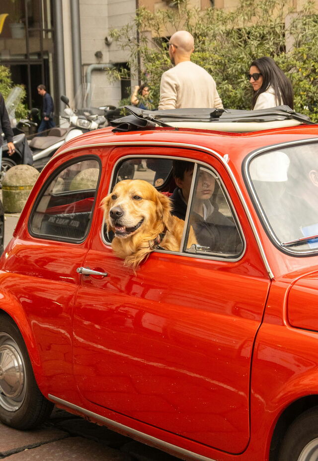 Perro en un coche, Italia