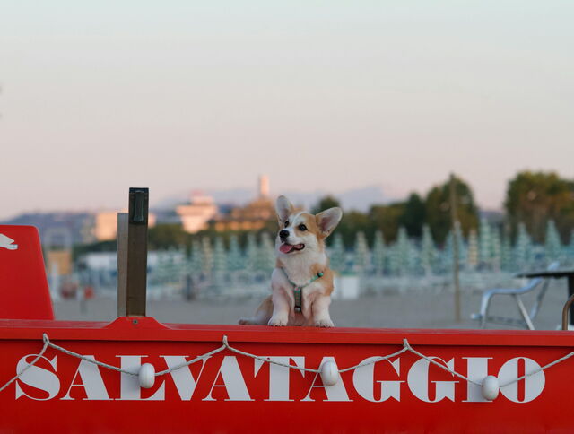 Un perro en la playa en Italia