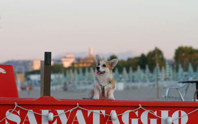 Un perro en la playa en Italia