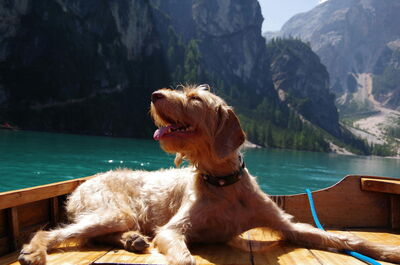 Perro disfrutando de un día en el lago en Italia