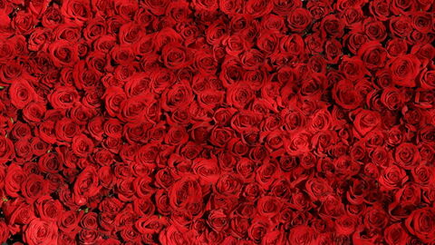 Rosas Rojas