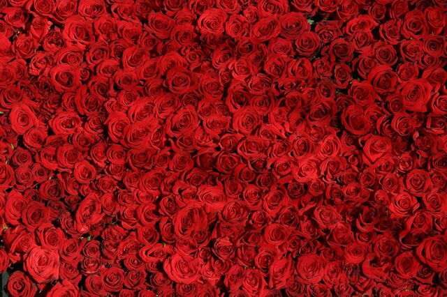 Rosas Rojas