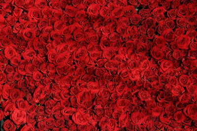 Rosas Rojas