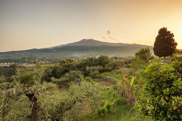 Viñedos con el Etna al fondo