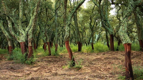 Un bosque de árboles de corcho y robles