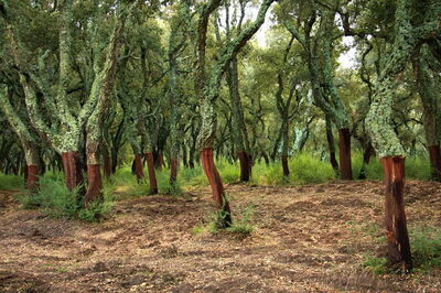 Un bosque de árboles de corcho y robles