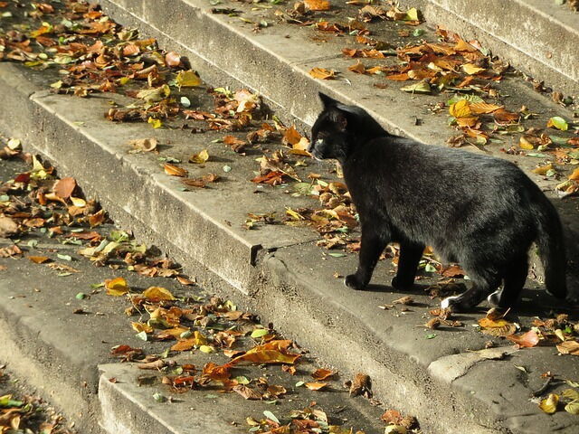 un gato negro