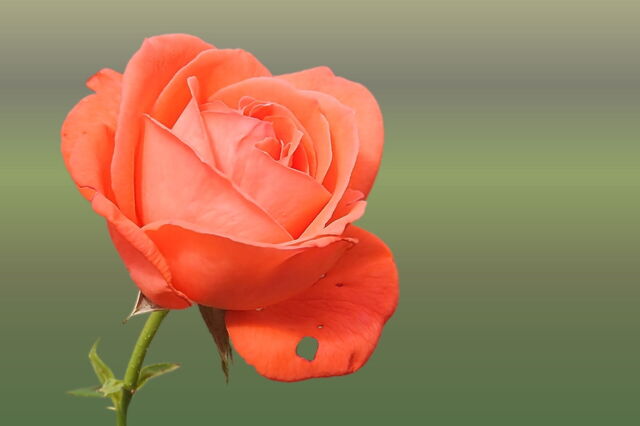 Rosa