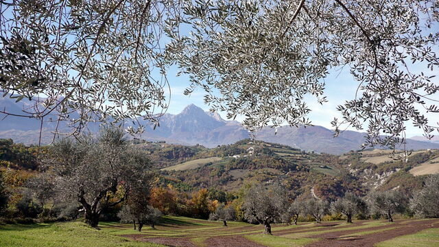 Olivares en Abruzzo