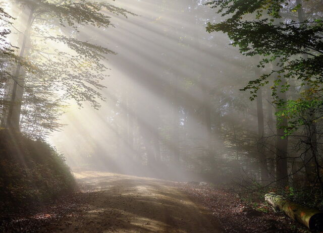 Mañana en el Bosque