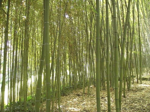 Bambú, Orto Botanico di Roma