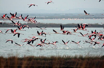 Flamencos, Comacchio