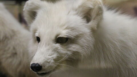 Taxidermia zorro