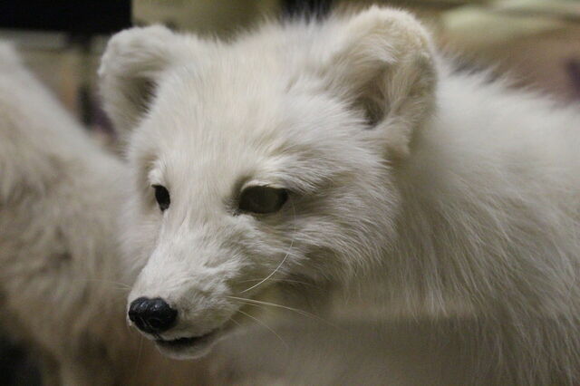 Taxidermia zorro